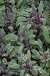 Tricolor Sage (Salvia officinalis 'Tricolor') at Hunniford Gardens