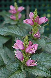 Hot Lips Turtlehead (Chelone lyonii 'Hot Lips') at Hunniford Gardens