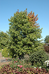 Sienna Glen Maple (Acer x freemanii 'Sienna') at Hunniford Gardens
