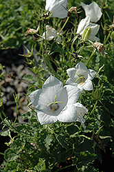 White Uniform Bellflower (Campanula carpatica 'White Uniform') at Hunniford Gardens