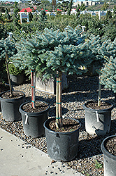 Globe Blue Spruce (tree form) (Picea pungens 'Globosa (tree form)') at Hunniford Gardens