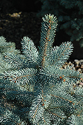 Baby Blue Eyes Spruce (Picea pungens 'Baby Blue Eyes') at Hunniford Gardens