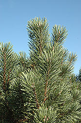 Columnar Mugo Pine (Pinus mugo 'Columnaris') at Hunniford Gardens