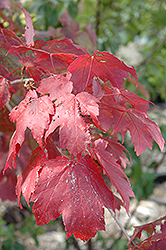 Scarlet Jewell Red Maple (Acer rubrum 'Bailcraig') at Hunniford Gardens