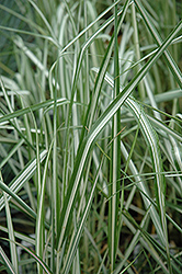 Avalanche Reed Grass (Calamagrostis x acutiflora 'Avalanche') at Hunniford Gardens