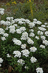Purity Candytuft (Iberis sempervirens 'Purity') at Hunniford Gardens