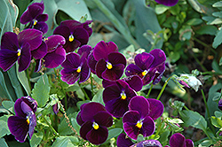 Matrix Purple Pansy (Viola 'PAS770616') at Hunniford Gardens