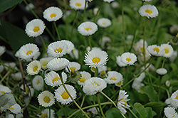 Rominette White English Daisy (Bellis perennis 'Rominette White') at Hunniford Gardens