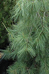 Weeping White Pine (Pinus strobus 'Pendula') at Hunniford Gardens