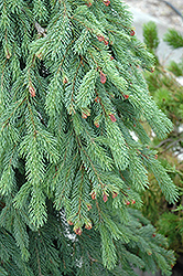 Weeping White Spruce (Picea glauca 'Pendula') at Hunniford Gardens