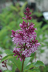 Royalty Lilac (Syringa x prestoniae 'Royalty') at Hunniford Gardens