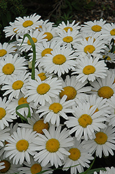 Snow Lady Shasta Daisy (Leucanthemum x superbum 'Snow Lady') at Hunniford Gardens
