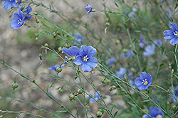 Sapphire Perennial Flax (Linum perenne 'Sapphire') at Hunniford Gardens