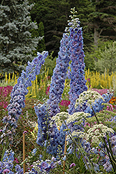 Blue Lace Larkspur (Delphinium 'Blue Lace') at Hunniford Gardens