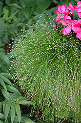 Fiber Optic Grass (Isolepis cernua) at Hunniford Gardens