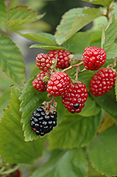 Black Satin Thornless Blackberry (Rubus fruticosus 'Black Satin') at Hunniford Gardens