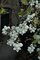 Snowberry (Symphoricarpos albus) at Hunniford Gardens