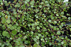 Wire Vine (Muehlenbeckia complexa) at Hunniford Gardens