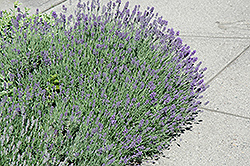 Munstead Lavender (Lavandula angustifolia 'Munstead') at Hunniford Gardens