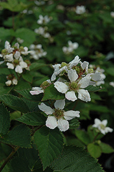 Triple Crown Blackberry (Rubus allegheniensis 'Triple Crown') at Hunniford Gardens
