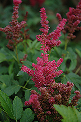 Fireberry Astilbe (Astilbe 'Fireberry') at Hunniford Gardens
