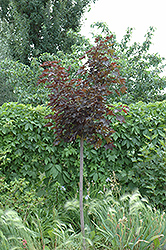 Prairie Splendor Norway Maple (Acer platanoides 'Prairie Splendor') at Hunniford Gardens