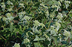Short Toothed Mountain Mint (Pycnanthemum muticum) at Hunniford Gardens