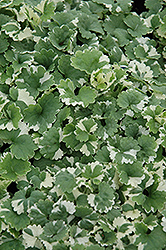 Variegated Ground Ivy (Glechoma hederacea 'Variegata') at Hunniford Gardens