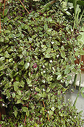 Bridal Veil Spiderwort (Tradescantia 'Bridal Veil') at Hunniford Gardens