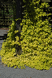 Golden Hops (Humulus lupulus 'Aureus') at Hunniford Gardens
