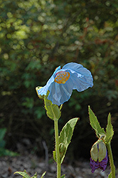 Lingholm Himalayan Blue Poppy (Meconopsis 'Lingholm') at Hunniford Gardens