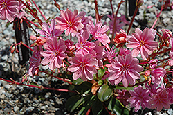 Bitterroot (Lewisia cotyledon) at Hunniford Gardens