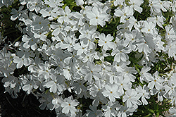 White Delight Moss Phlox (Phlox subulata 'White Delight') at Hunniford Gardens
