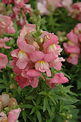 Snapshot Pink Snapdragon (Antirrhinum majus 'PAS409640') at Hunniford Gardens