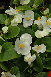 Prelude White Begonia (Begonia 'Prelude White') at Hunniford Gardens