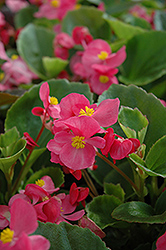 Prelude Rose Begonia (Begonia 'Prelude Rose') at Hunniford Gardens