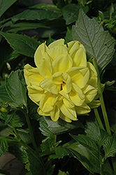 Figaro Yellow Dahlia (Dahlia 'Figaro Yellow') at Hunniford Gardens