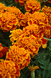 Bonanza Flame Marigold (Tagetes patula 'Bonanza Flame') at Hunniford Gardens