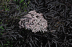 Black Lace Elder (Sambucus nigra 'Eva') at Hunniford Gardens