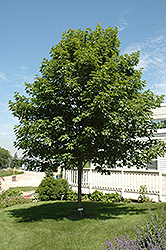 Fall Fiesta Sugar Maple (Acer saccharum 'Bailsta') at Hunniford Gardens