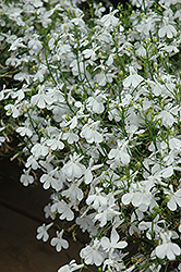 Techno White Lobelia (Lobelia erinus 'Techno White') at Hunniford Gardens