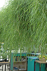 Green Twist Trailing Bamboo (Agrostis stolonifera 'Green Twist') at Hunniford Gardens