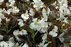 Harmony White Begonia (Begonia 'Harmony White') at Hunniford Gardens