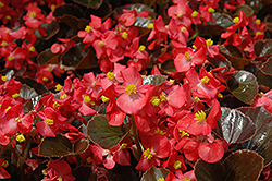 Harmony Scarlet Begonia (Begonia 'Harmony Scarlet') at Hunniford Gardens