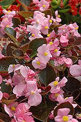 Harmony Pink Begonia (Begonia 'Harmony Pink') at Hunniford Gardens