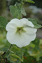 Polarstar Hollyhock (Alcea rosea 'Polarstar') at Hunniford Gardens