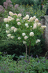 Limelight Hydrangea (tree form) (Hydrangea paniculata 'Limelight (tree form)') at Hunniford Gardens