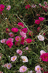 Happy Trails Fuchsia Portulaca (Portulaca grandiflora 'Happy Trails Fuchsia') at Hunniford Gardens