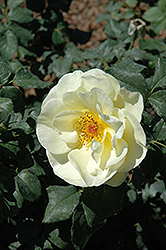 High Voltage Rose (Rosa 'BAIage') at Hunniford Gardens