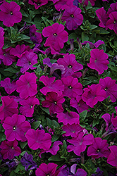 Pretty Flora Purple Petunia (Petunia 'Pretty Flora Purple') at Hunniford Gardens